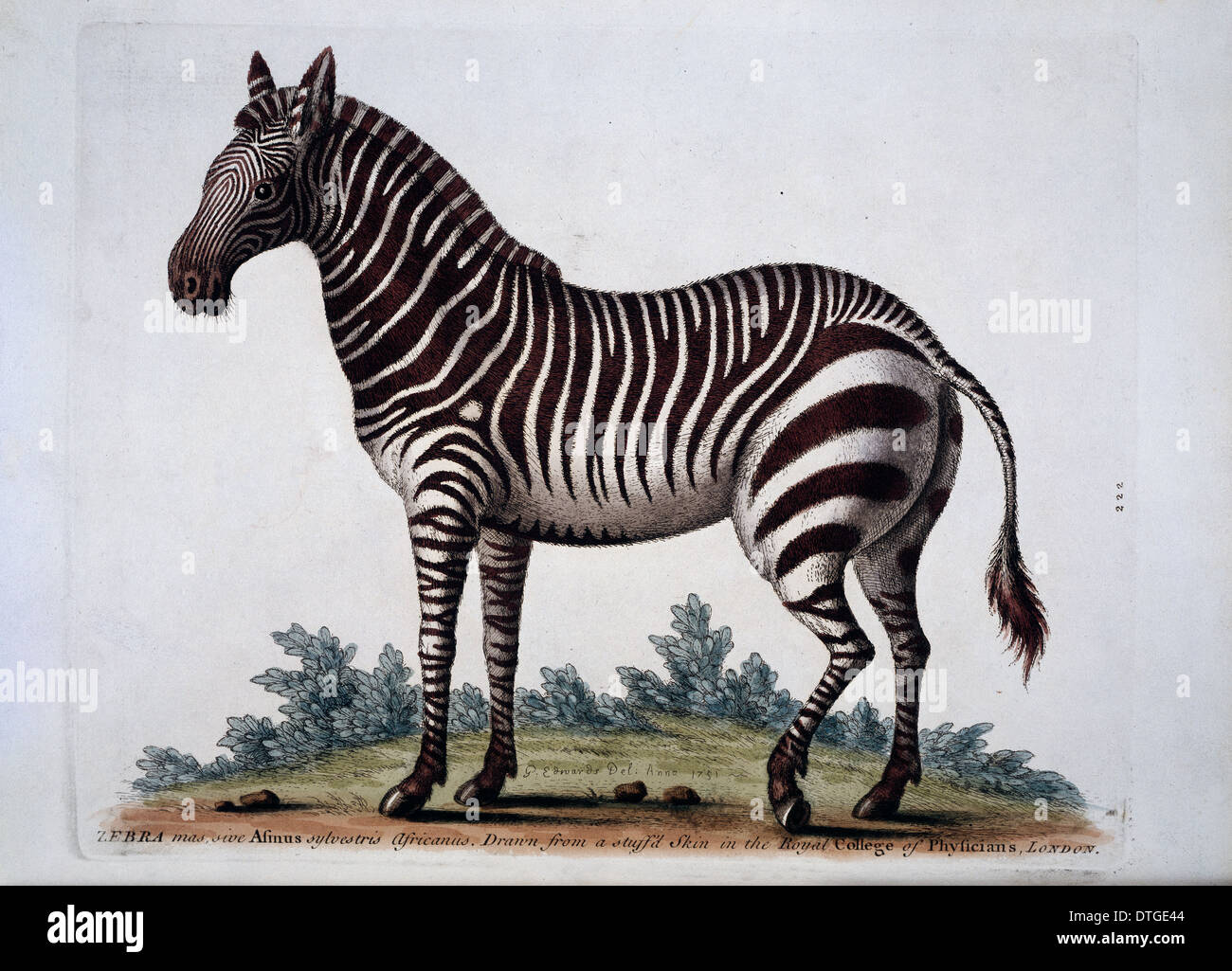 Equus sp., zebra Stock Photo