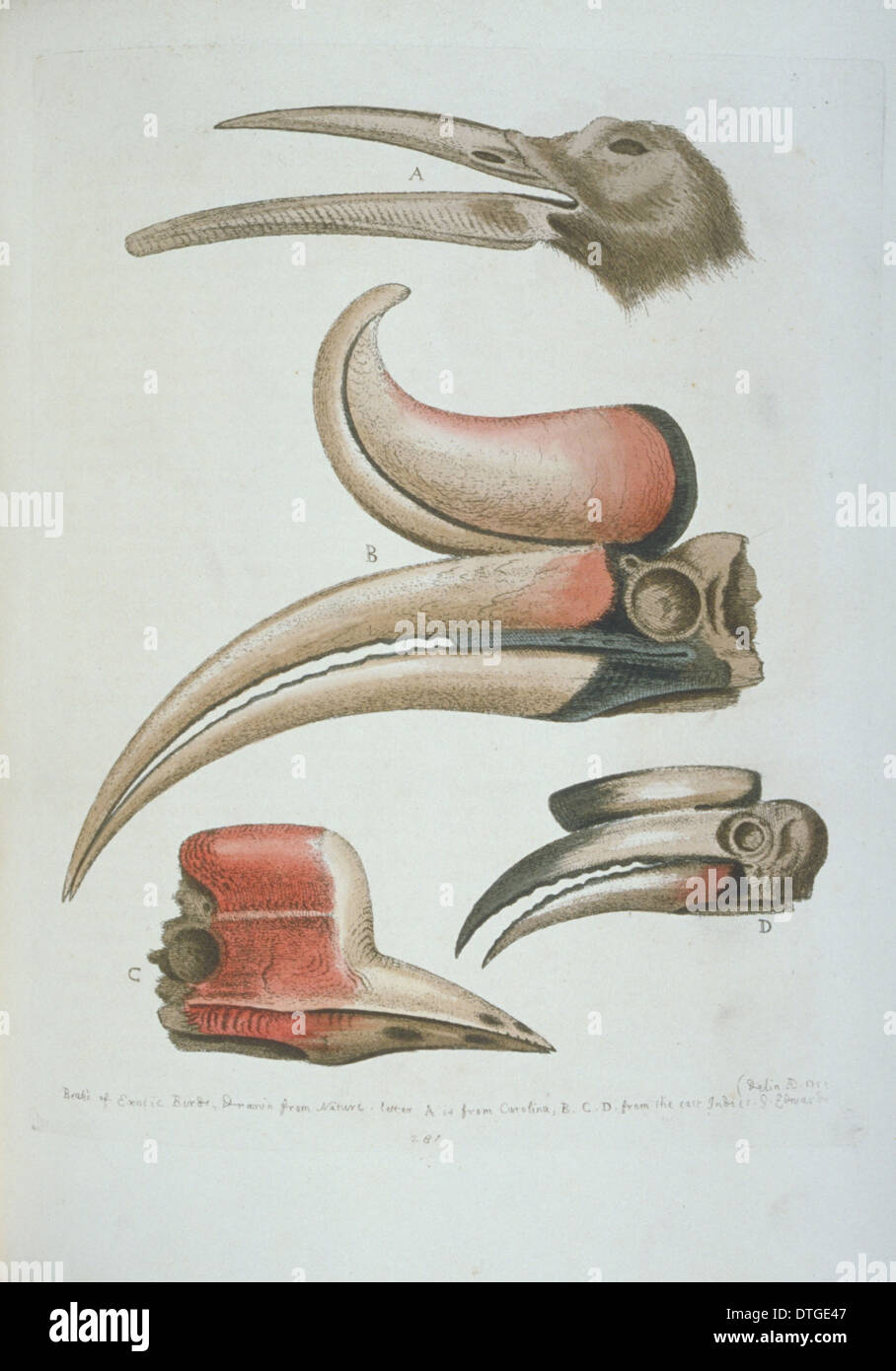 Detail of bird beaks Stock Photo