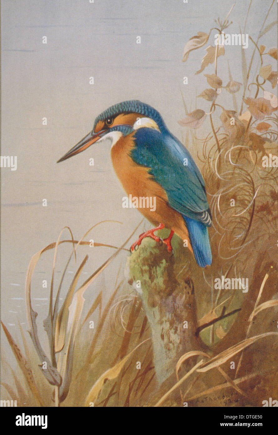Alcedo atthis, common kingfisher Stock Photo