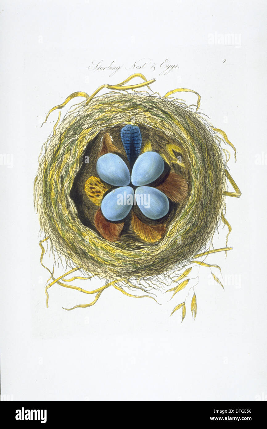 Sturnus vulgaris, European starling nest and eggs Stock Photo