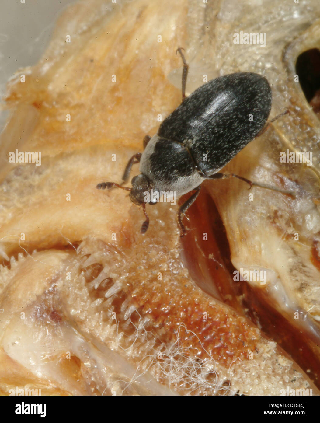 Dermestes maculatus, flesheating beetle Stock Photo Alamy