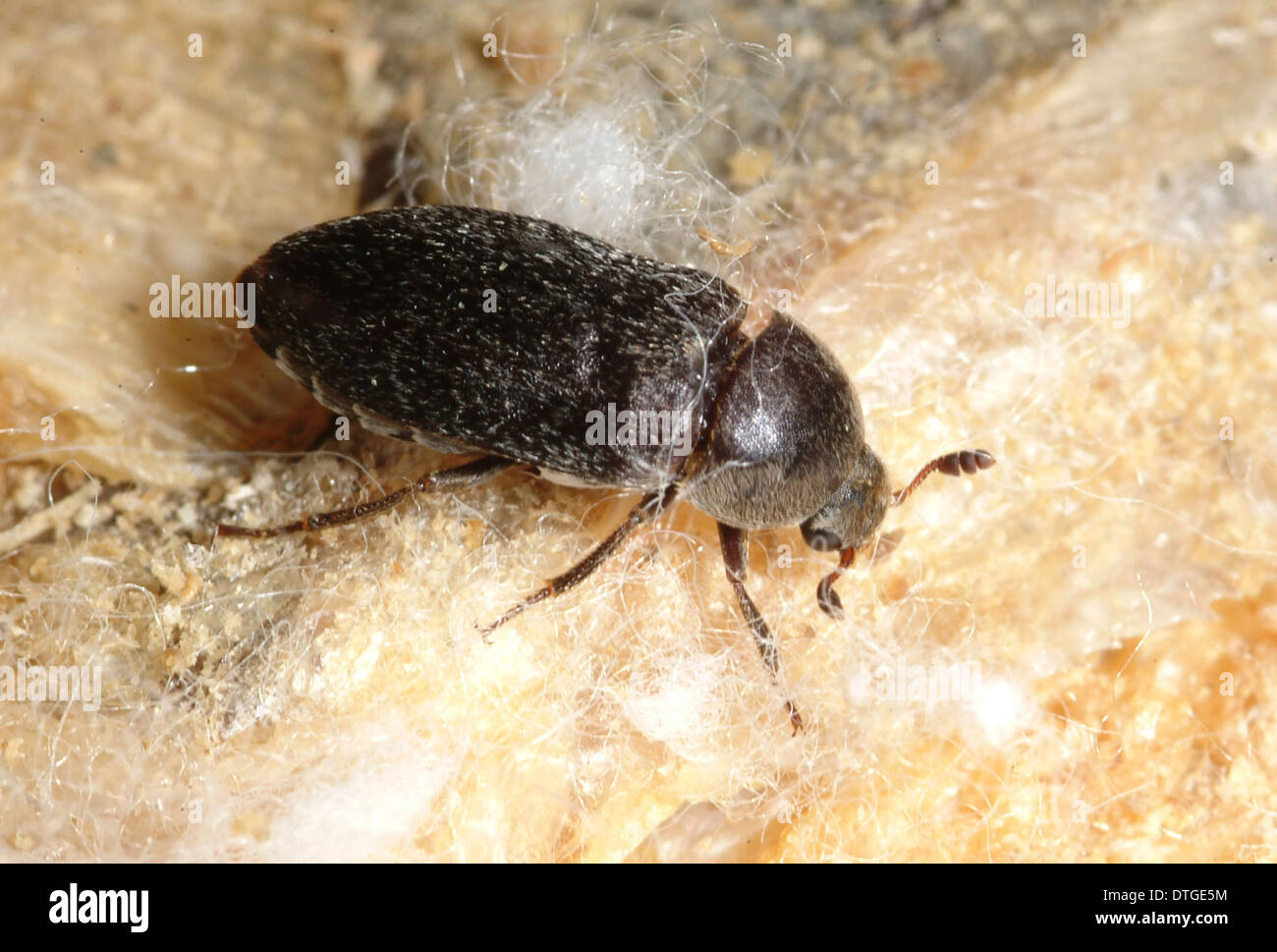 Dermestes maculatus, flesheating beetle Stock Photo Alamy