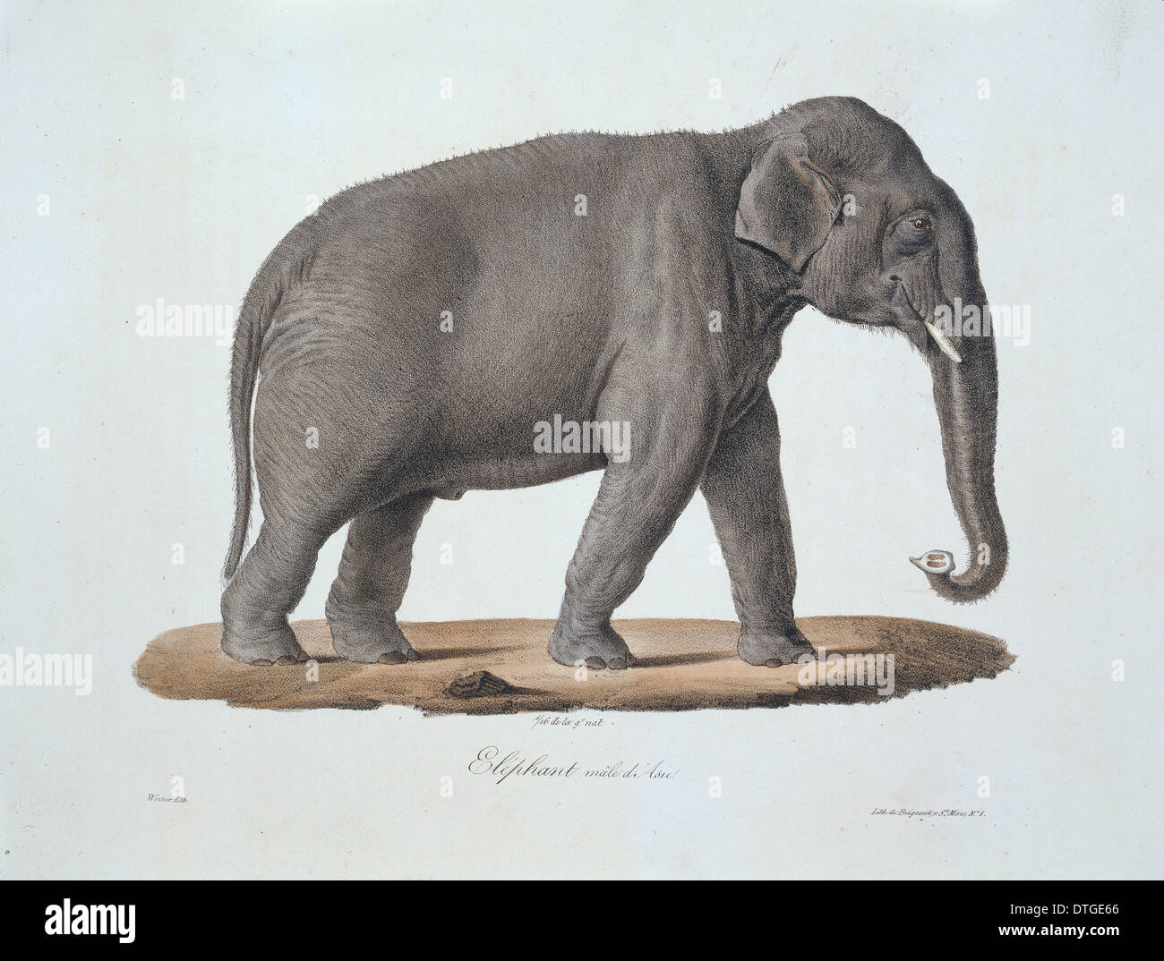 Elephant drawing for a cute elephant, image size:1300x1074