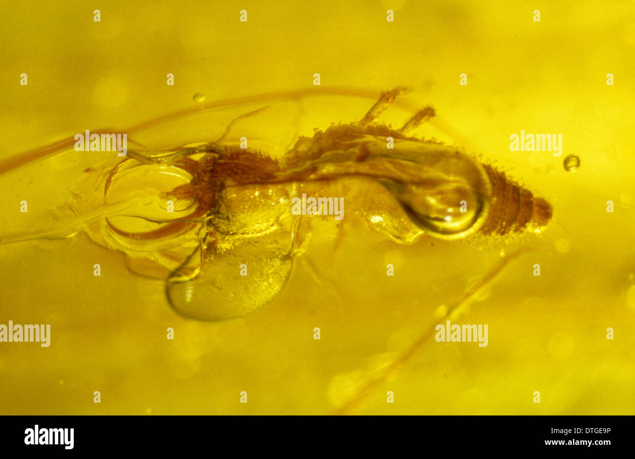 Lacewing larva in amber Stock Photo