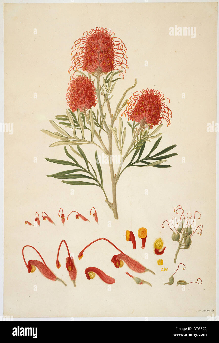 Grevillea banksii, red silky oak Stock Photo Alamy