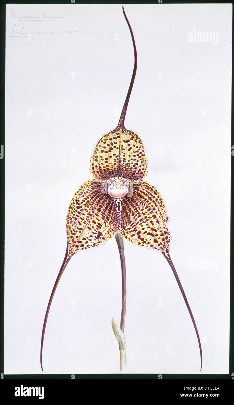 Masdevallia chimaera, orchid Stock Photo
