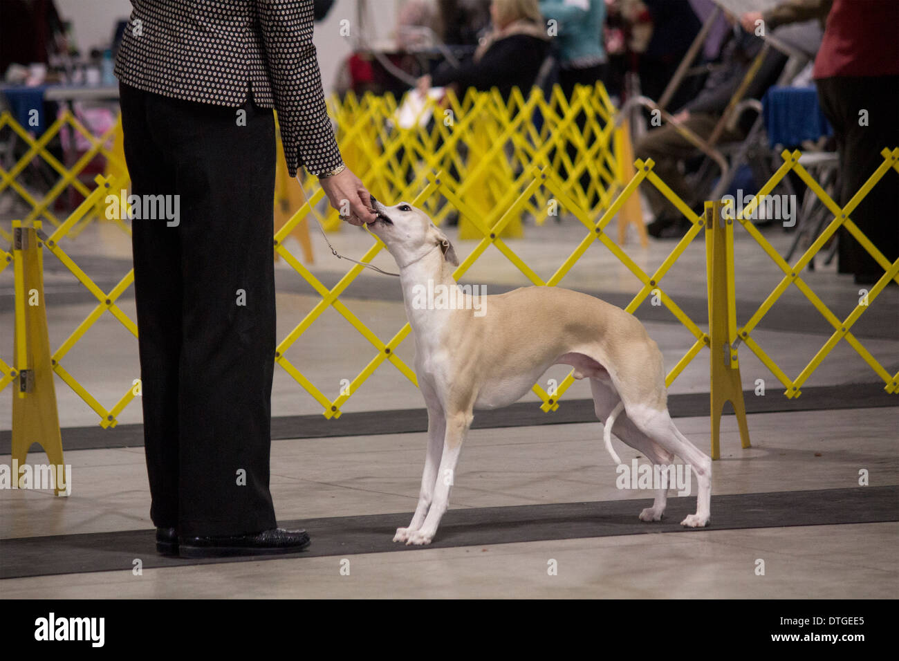 Whippet in the show ring at the Ontario Dog Breeder's Show in Lindsay, Ontario Stock Photo