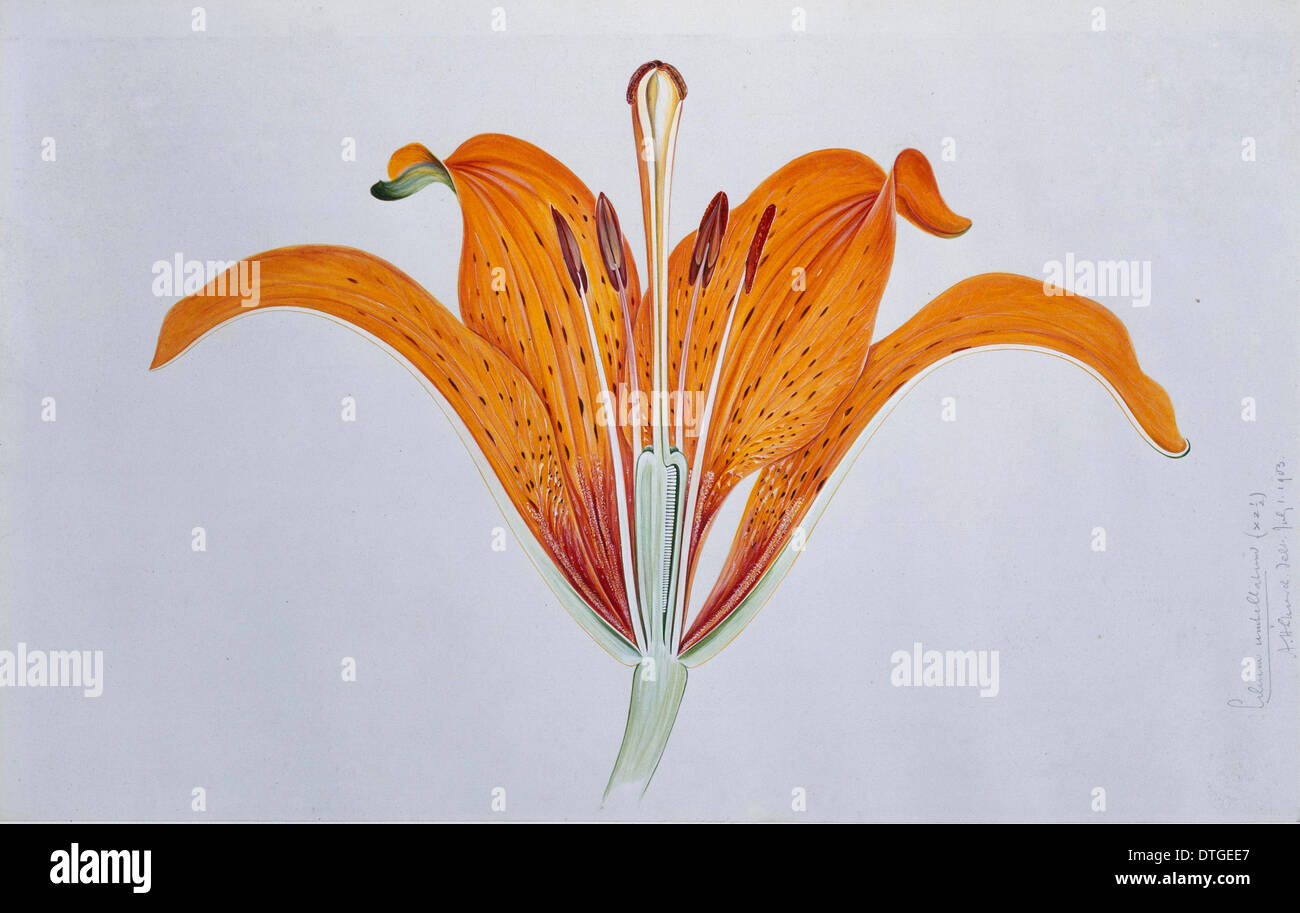 Lilium umbellatum, red lily Stock Photo