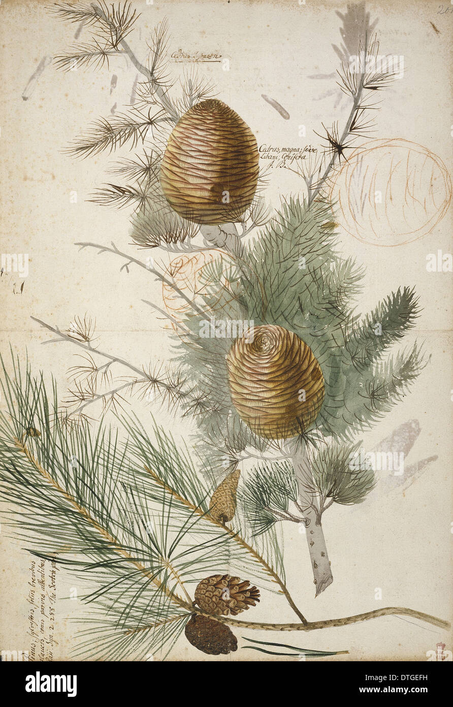 Pinus sylvestris, Scots pine (bottom) & Cedrus libani, cedar of Lebanon (top) Stock Photo