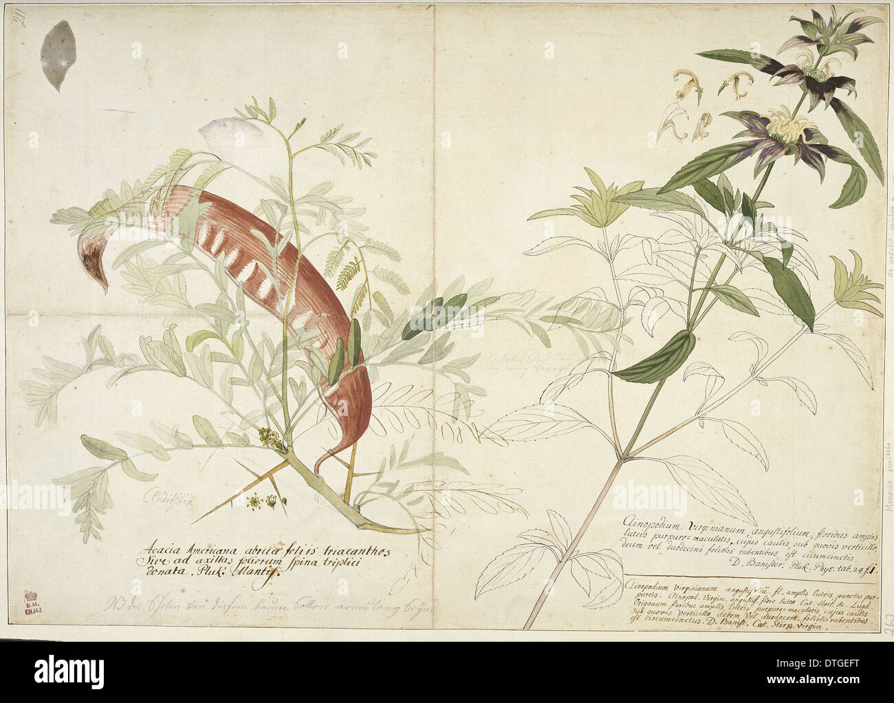 Monarda punctata, horsemint (right) & Gleditsia tracanthos, honey locust (left) Stock Photo