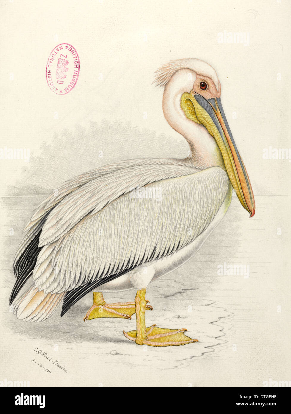 Pelecanus onocrotalus, great white pelican Stock Photo
