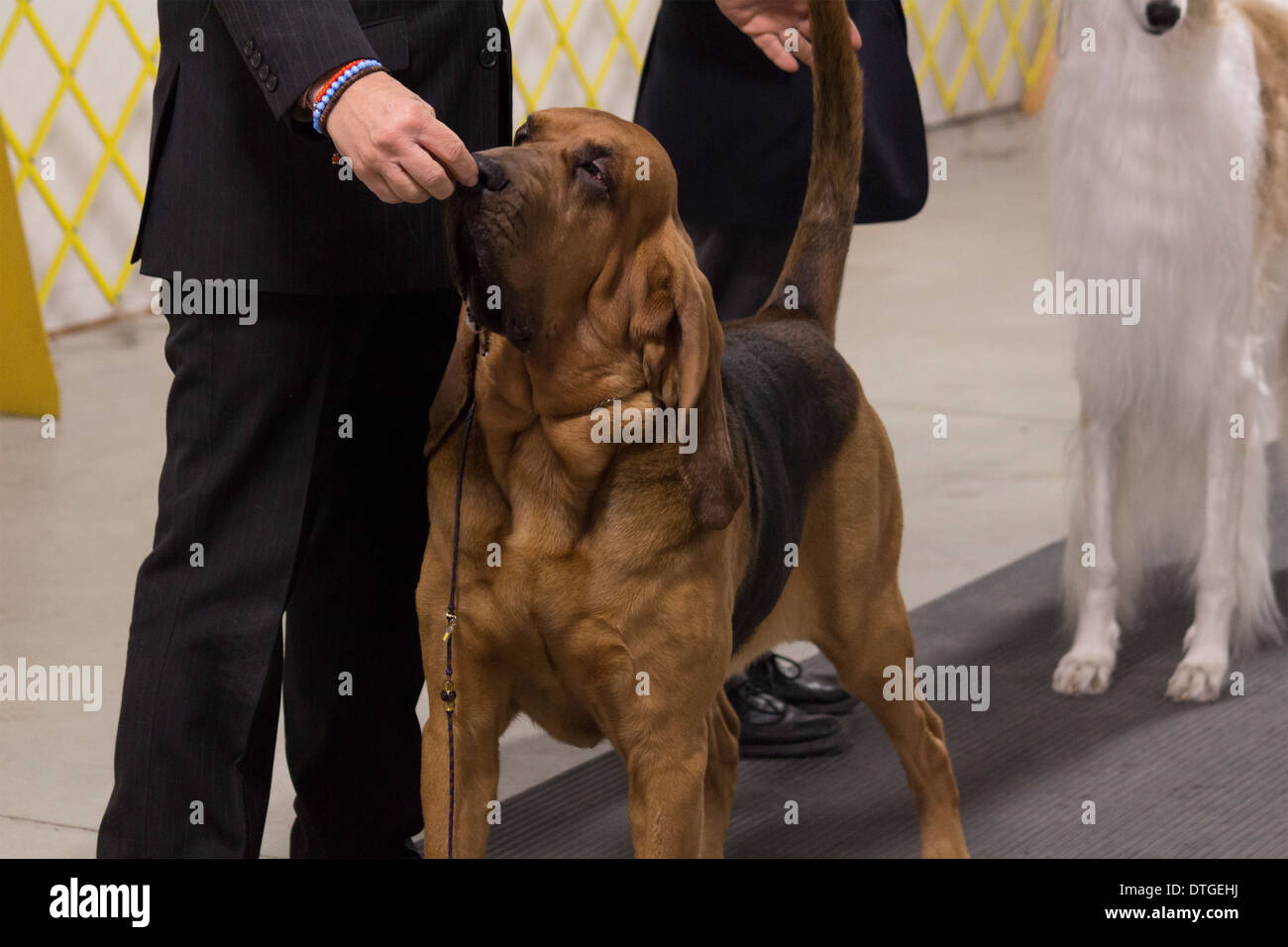 Bloodhound in the show ring at the Ontario Dog Breeder's Show in Lindsay, Ontario Stock Photo