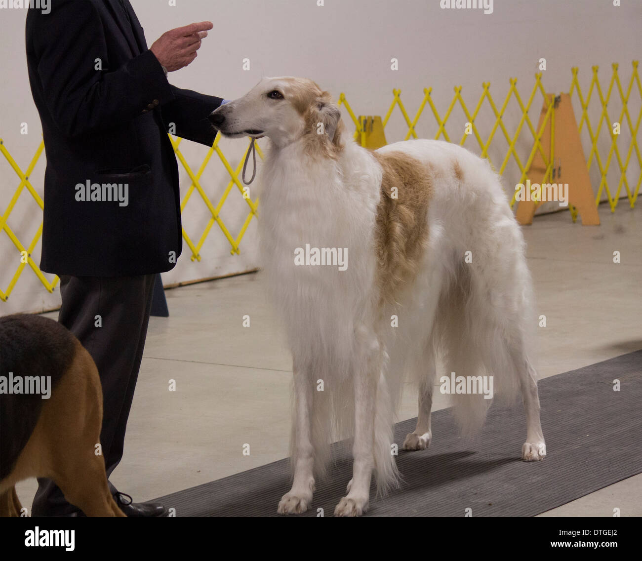 Borzoi in the show ring at the Ontario Dog Breeder's Show in Lindsay, Ontario Stock Photo