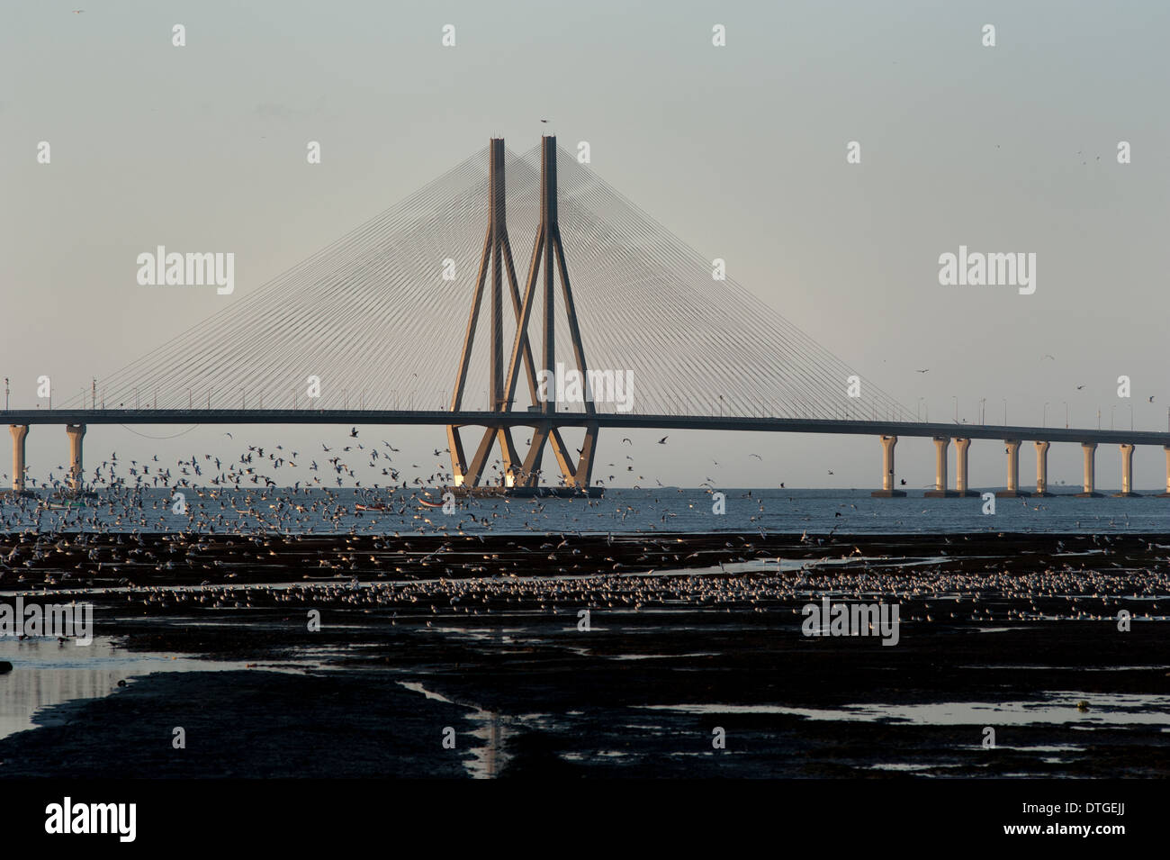 Evening view of the main span of Bandra Worli Sea Link bridge. A testament to India's technological development. Stock Photo