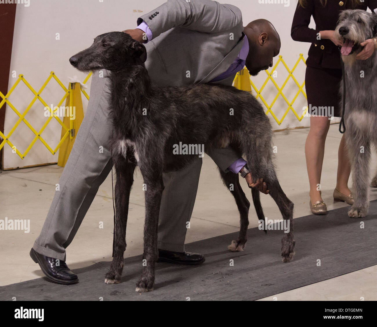 Deerhound setting up standing square hires stock photography and