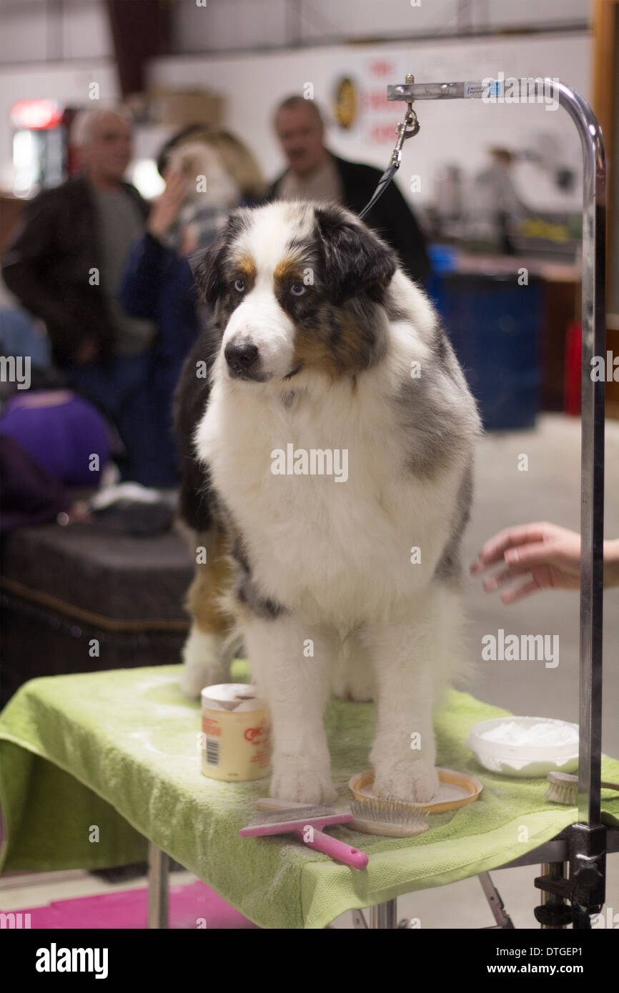 Australian Shepherd on the grooming at the Breeders Dog Show in Lindsay, Ontario Stock Photo - Alamy