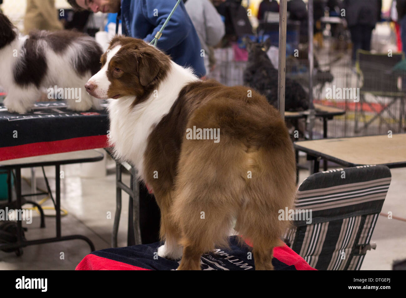 Planlagt angreb ammunition Australian Shepherd on the grooming table at the Ontario Breeders Dog Show  in Lindsay, Ontario Stock Photo - Alamy