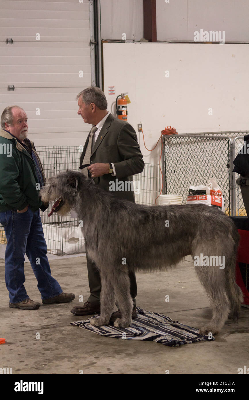 Irish Wolfhound Waiting Its Turn For The Show Ring At The Ontario Breeders Dog Show In Lindsay Ontario Stock Photo Alamy