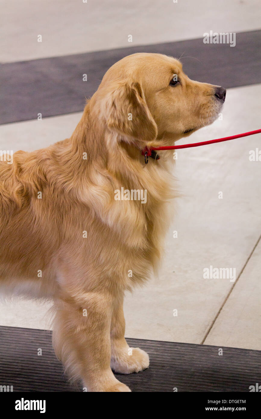 Golden Retriever Puppy In The Show Ring At The Ontario Breeders Dog Stock Photo Alamy