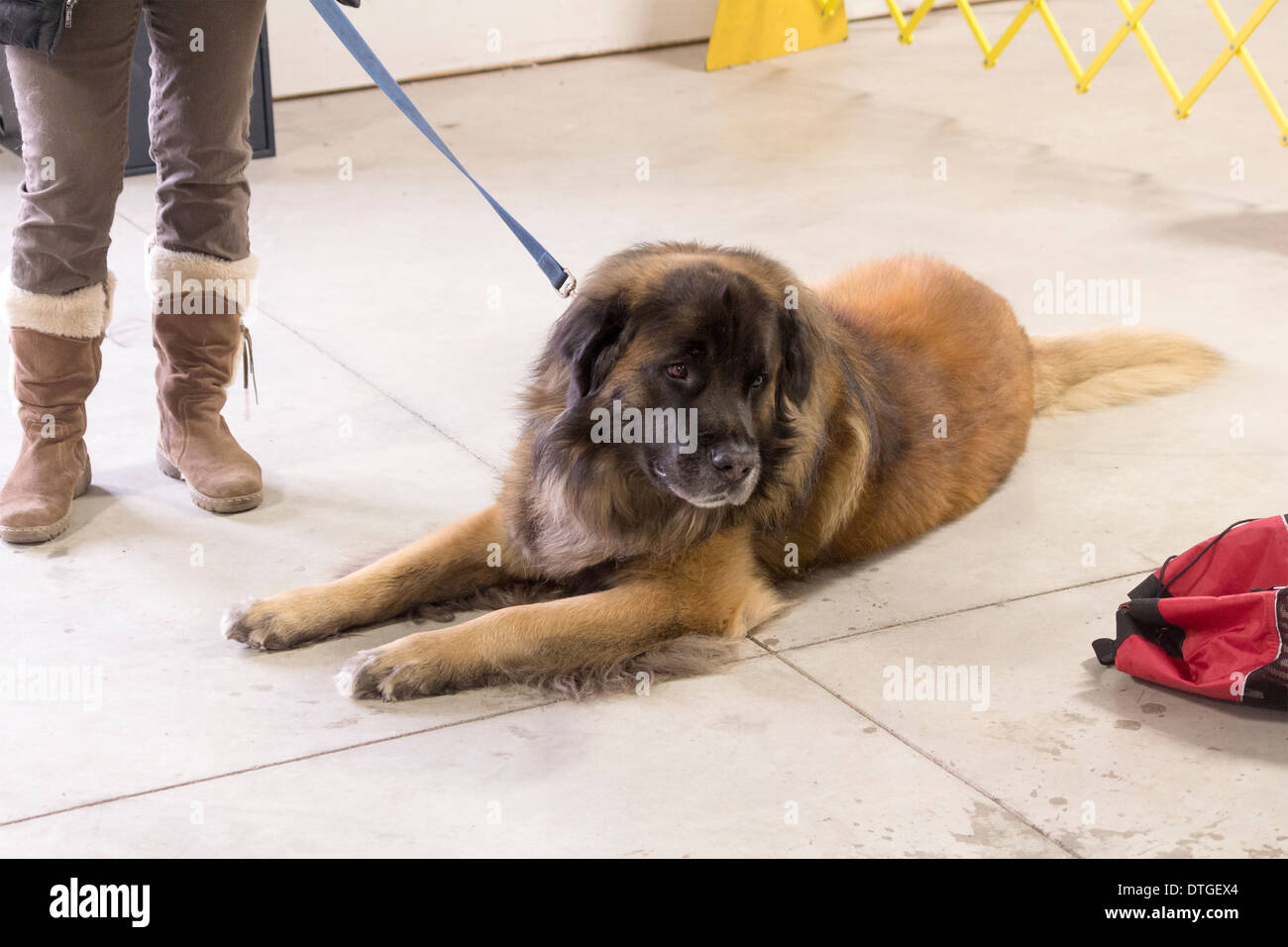 Leonberger lying on the floor at the Ontario Breeders Dog Show in Lindsay, Ontario Stock Photo