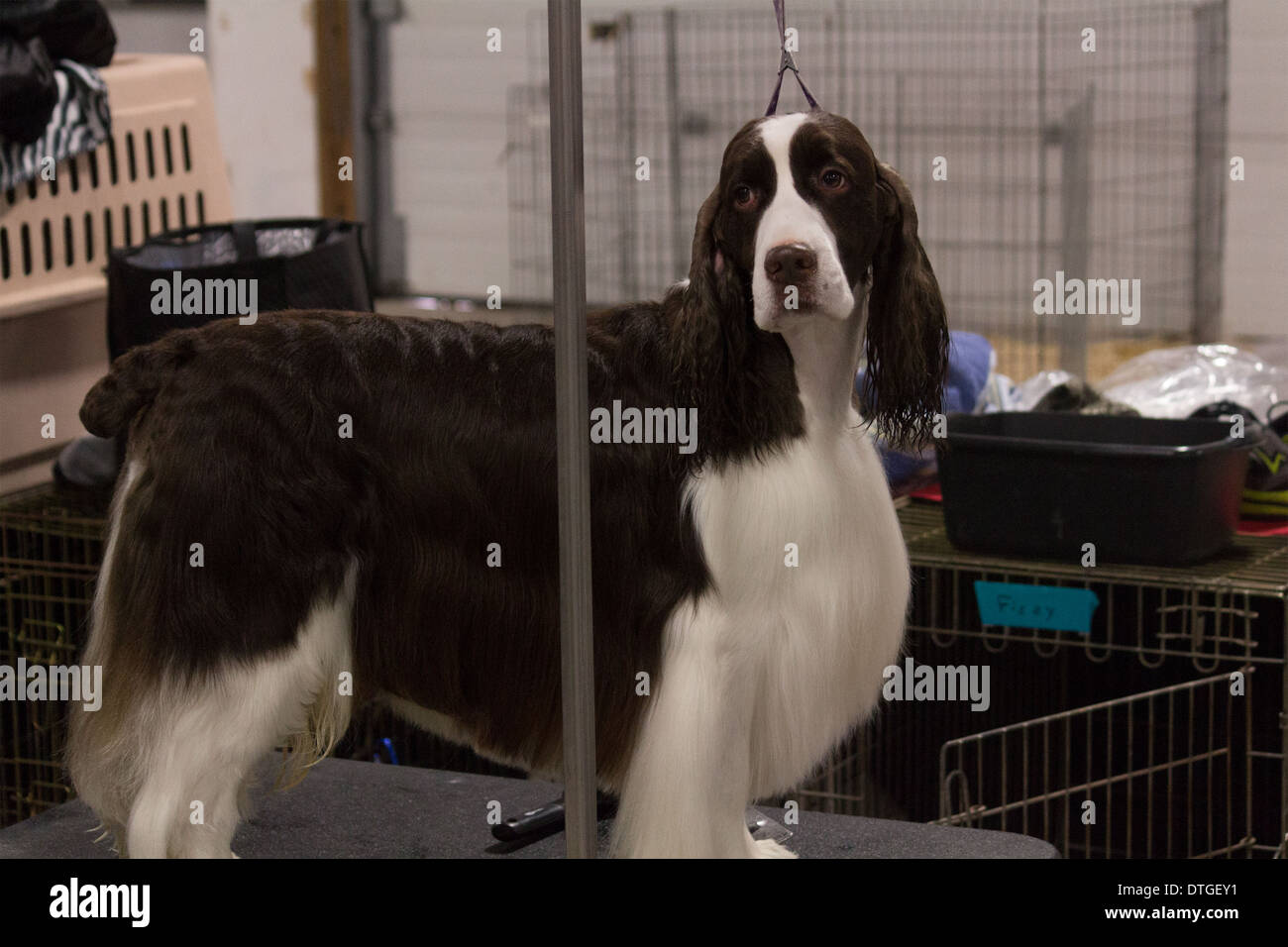 Springer Spaniel on the grooming table at the Ontario Breeders Dog Show in Lindsay, Ontario Stock Photo