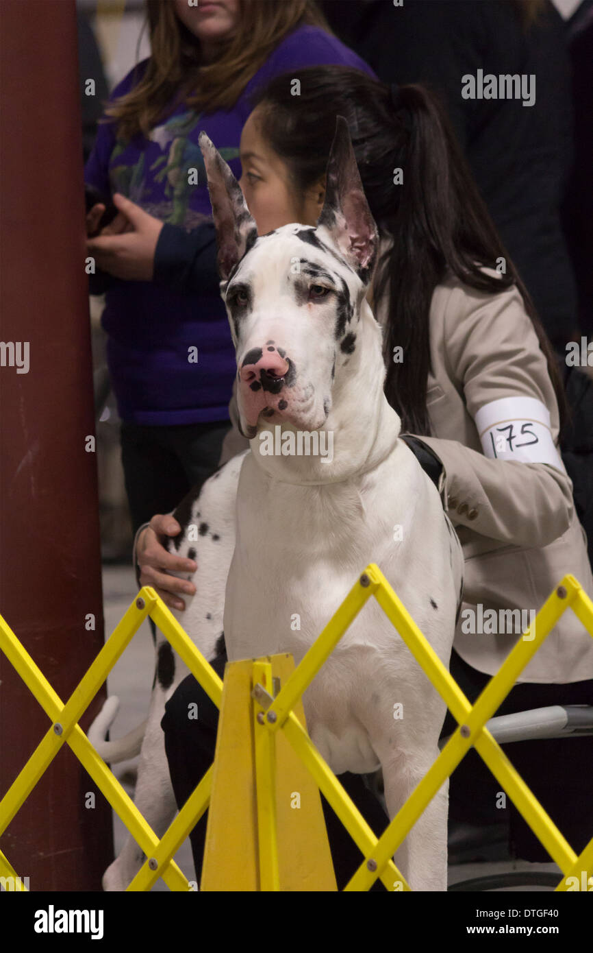 Harlequin Great Dane sitting in handler's lap while watching the dog show at the Ontario Breeders Dog Show in Lindsay, Ontario Stock Photo