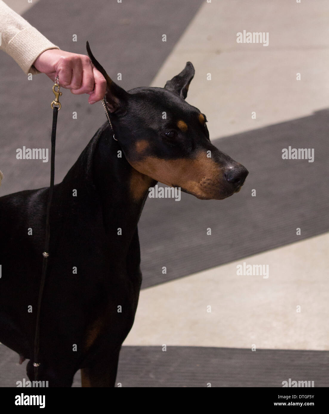Doberman Pincher being show in the ring at the Ontario Breeders Dog Show in Lindsay, Ontario Stock Photo