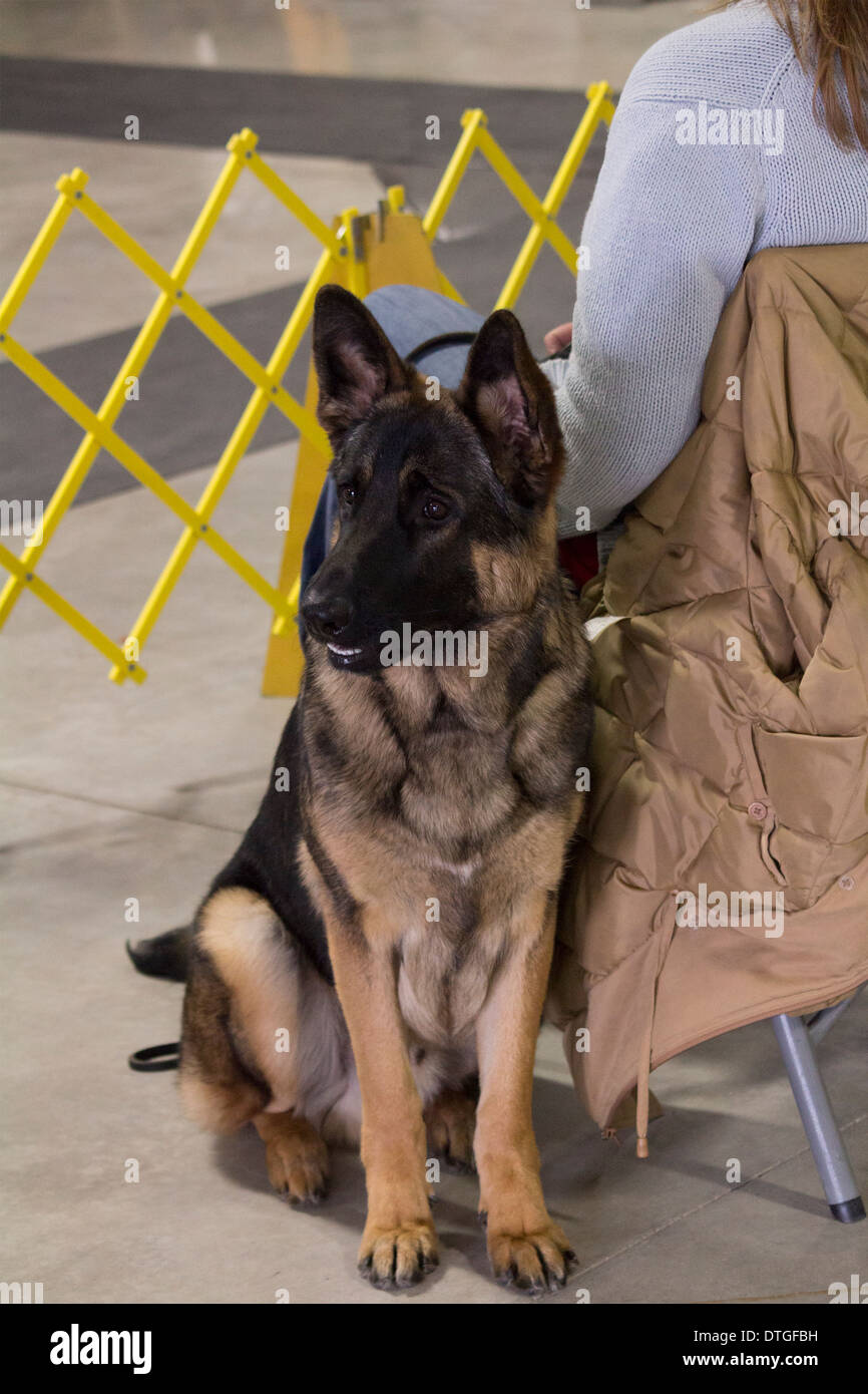 German Shepherd puppy waiting for his class at the Ontario Breeders Dog