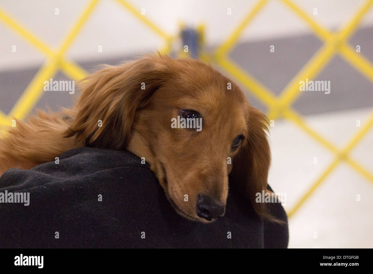 Long Haired Dachshund with head over owners shoulder at the Ontario Breeders Dog Show in Lindsay, Ontario Stock Photo
