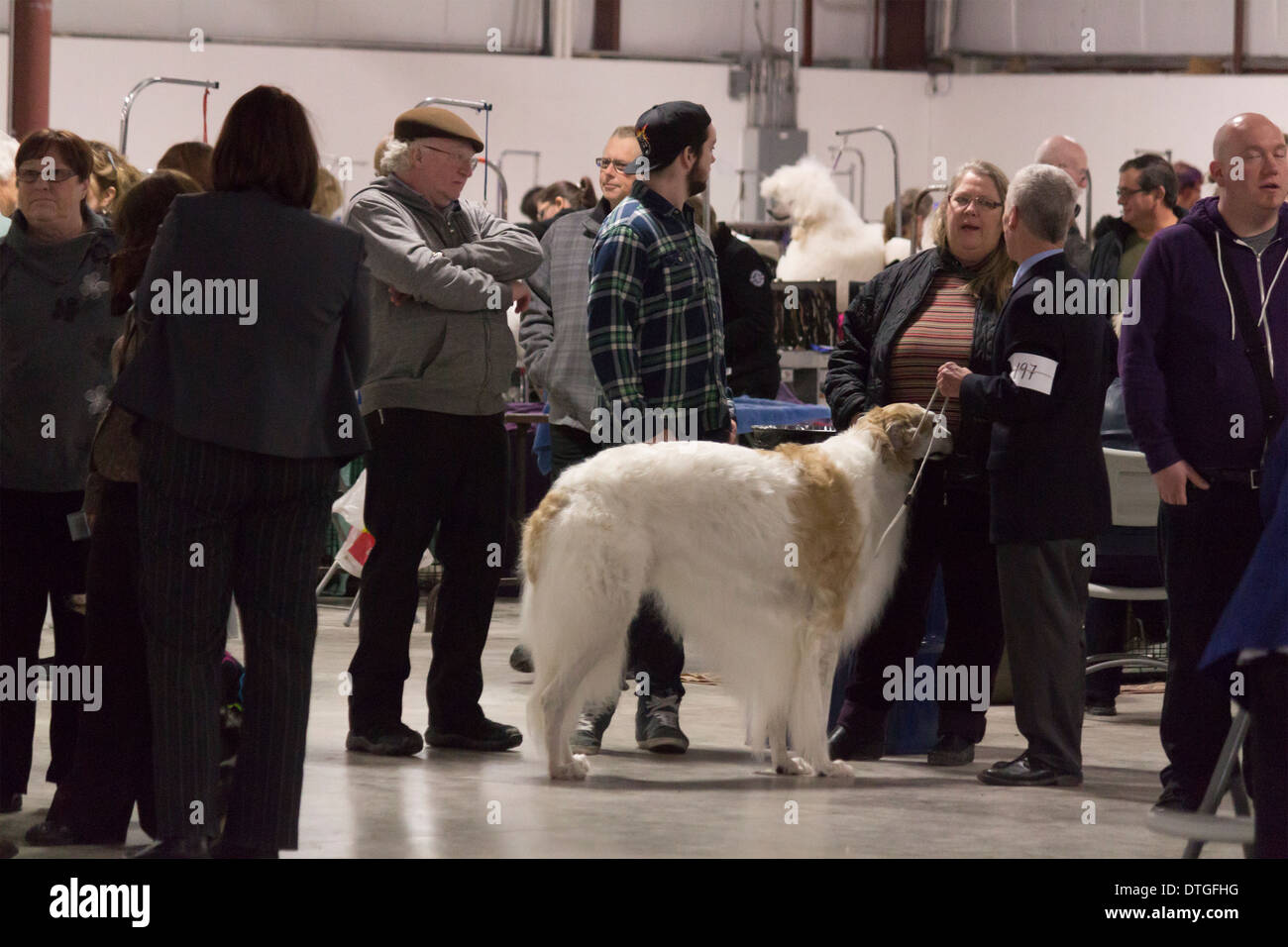 People chatting at the Ontario Breeders Dog Show in Lindsay, Ontario with Borzoi Stock Photo