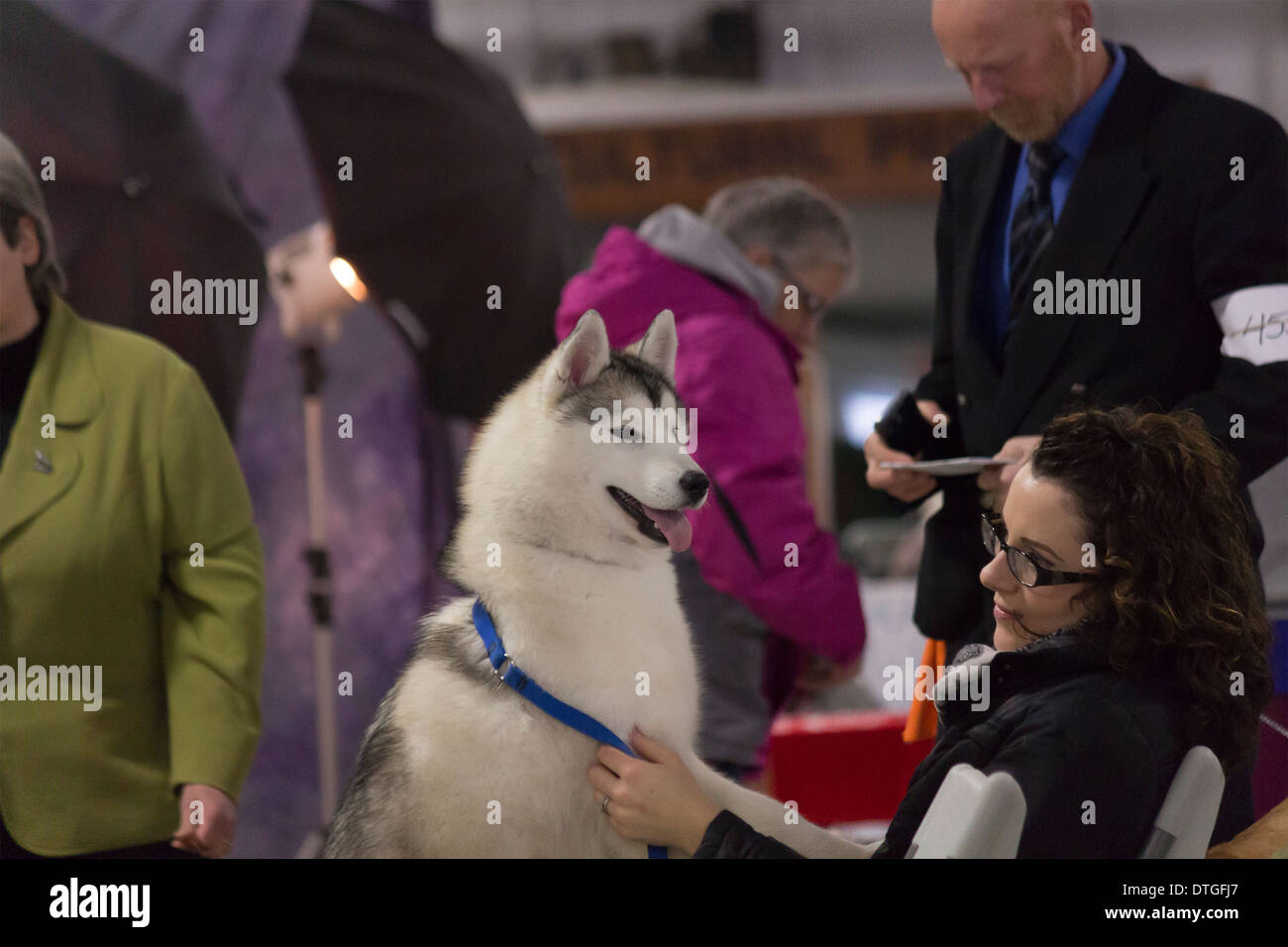 Siberian Husky with owner watching the dog show at the Ontario Breeders Dog Show in Lindsay, Ontario Stock Photo