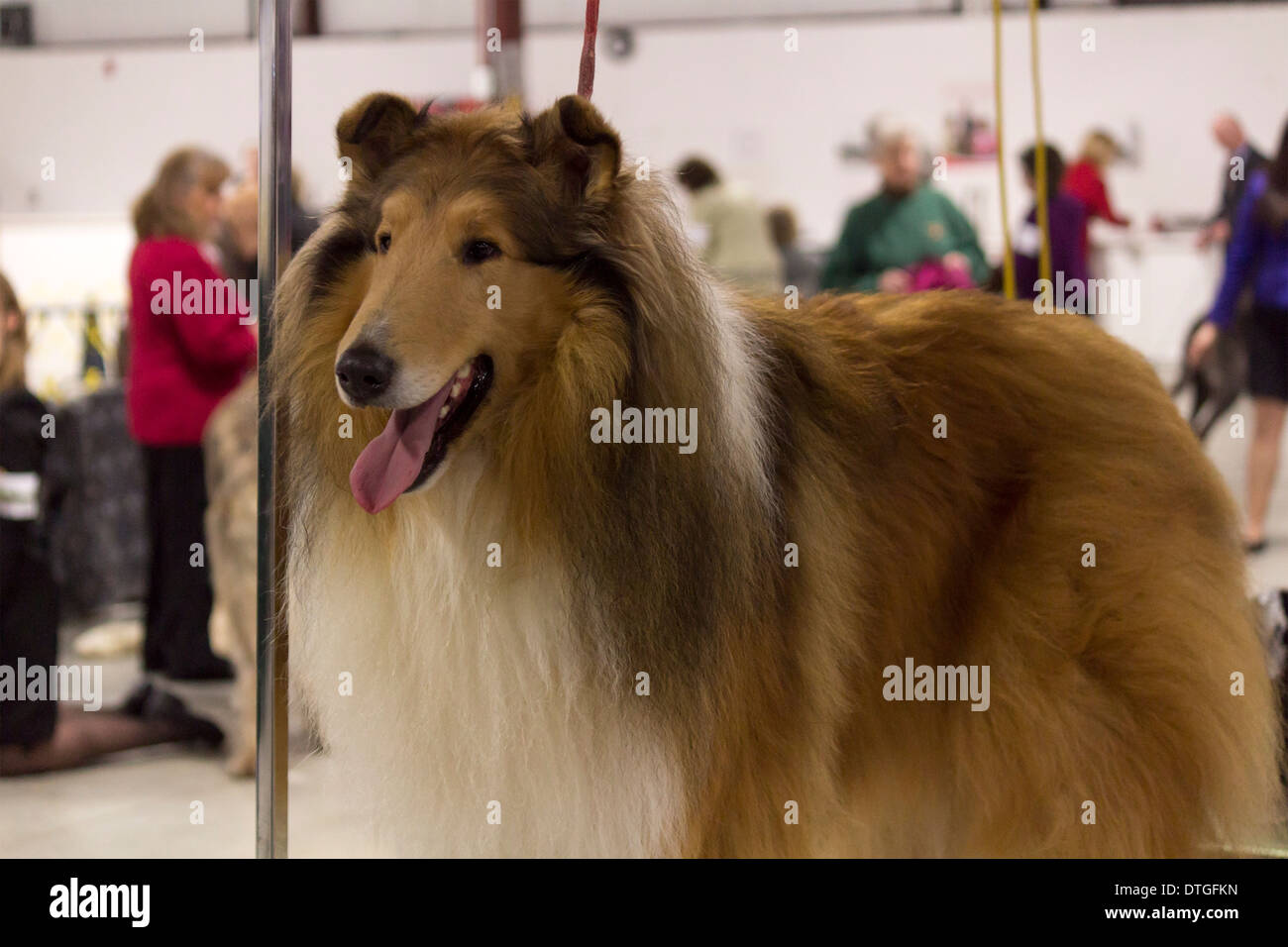 Smooth Coat Collie on the grooming table at the Ontario Breeder's Dog Show in Lindsay, Ontario Stock Photo