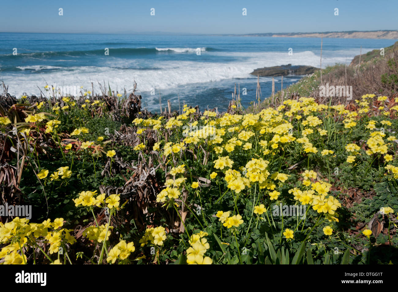 Flowers On The Cliffs Of La Jolla Cove San Diego County California Photo By William Drumm Stock Photo Alamy