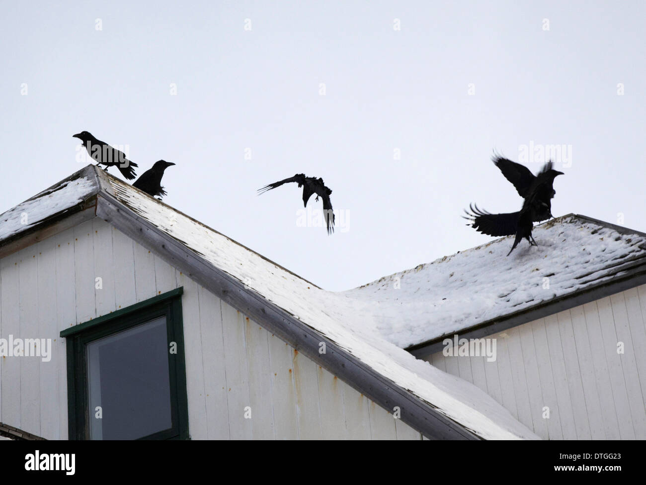 Ravens at a roof in Nuuk, The capital of Greenland. Stock Photo