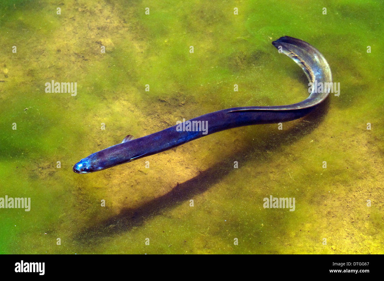 An Eel swim in fresh water in New Zealand Stock Photo 66746799 Alamy