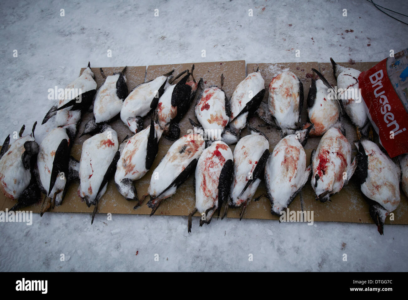 A marketplace for seabird in Nuuk. Greenland Stock Photo