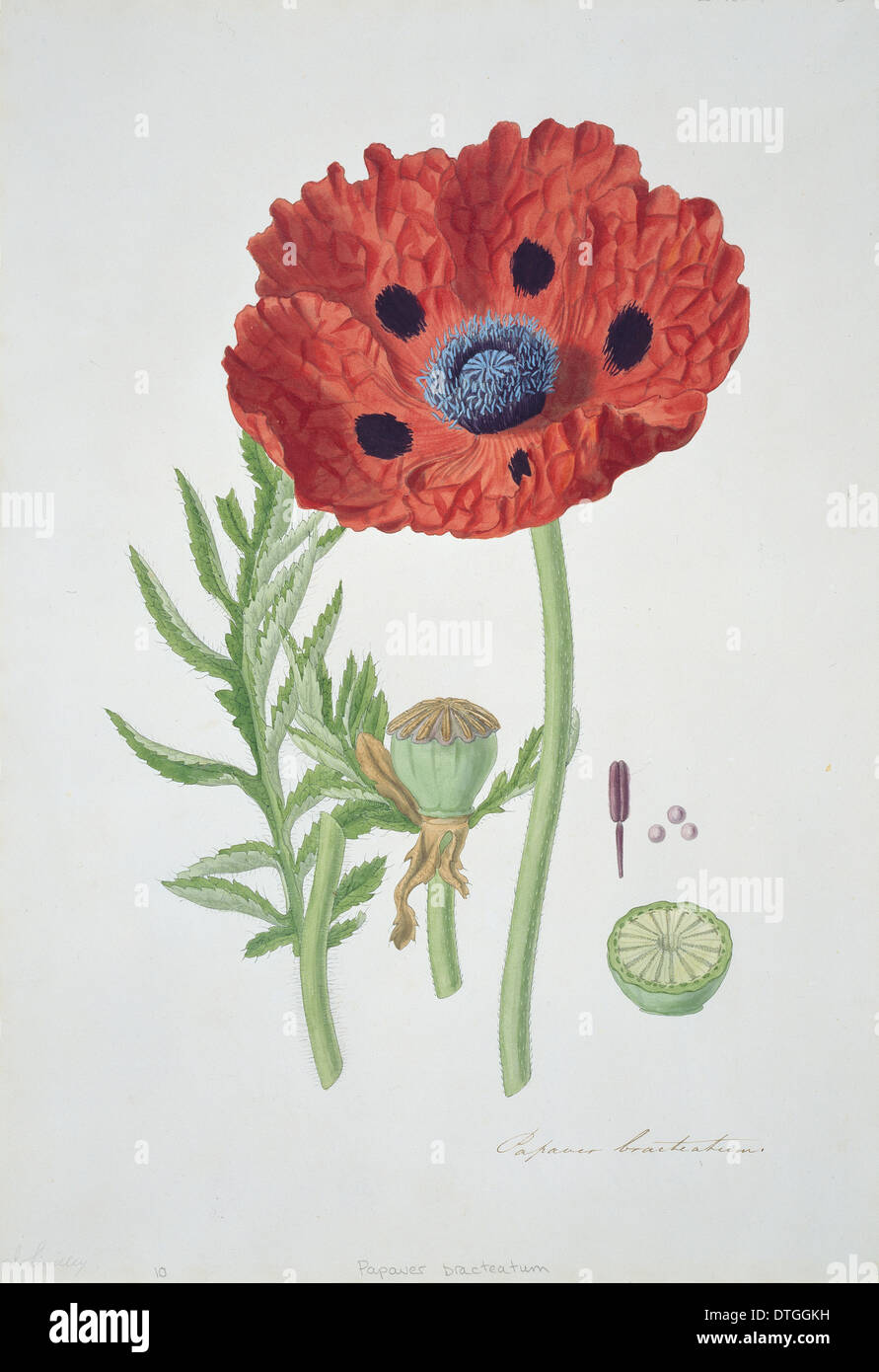 Poppy watercolour hi-res stock photography and images - Alamy