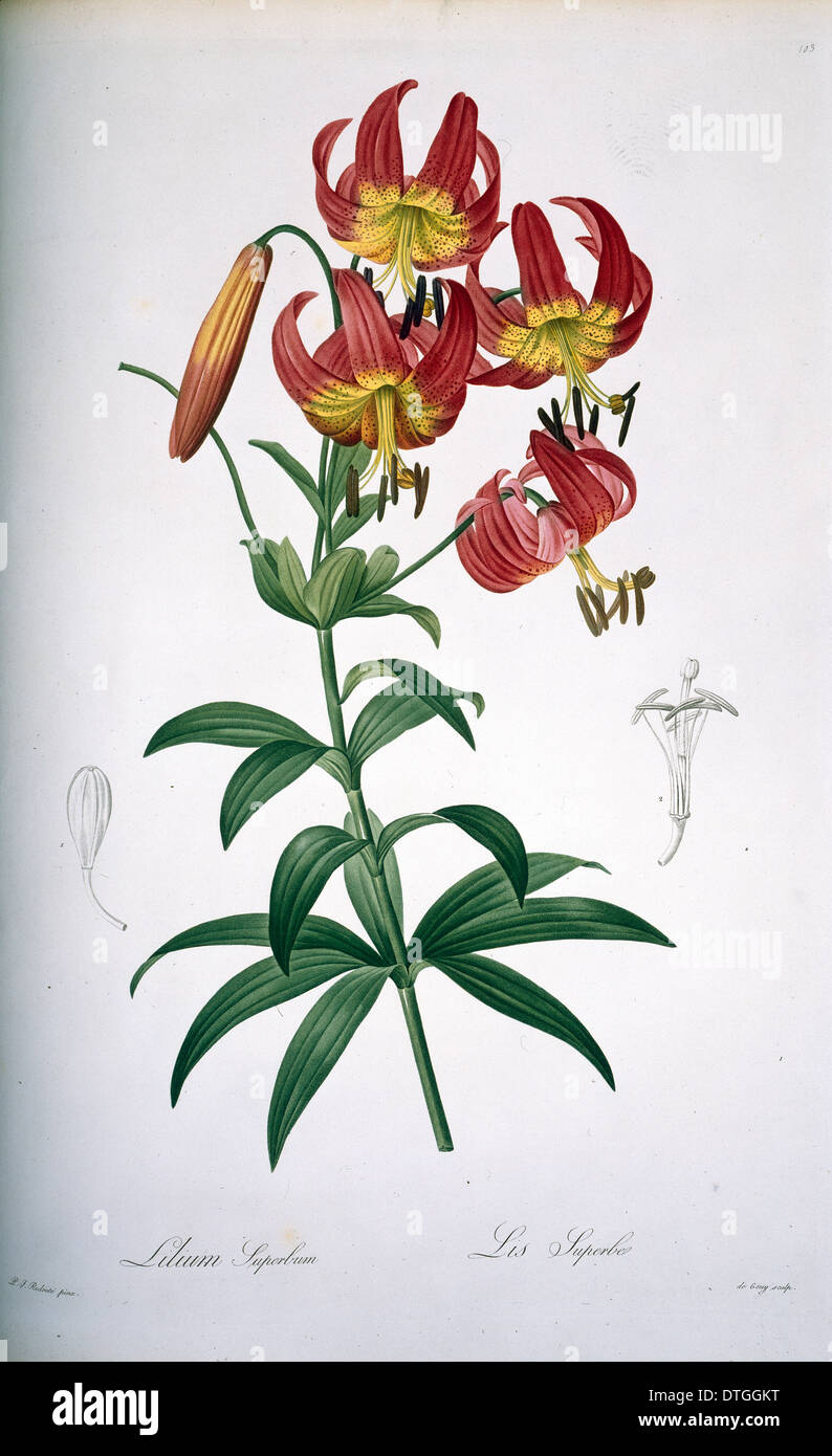 Lilium superbum, Turk's cap lily Stock Photo