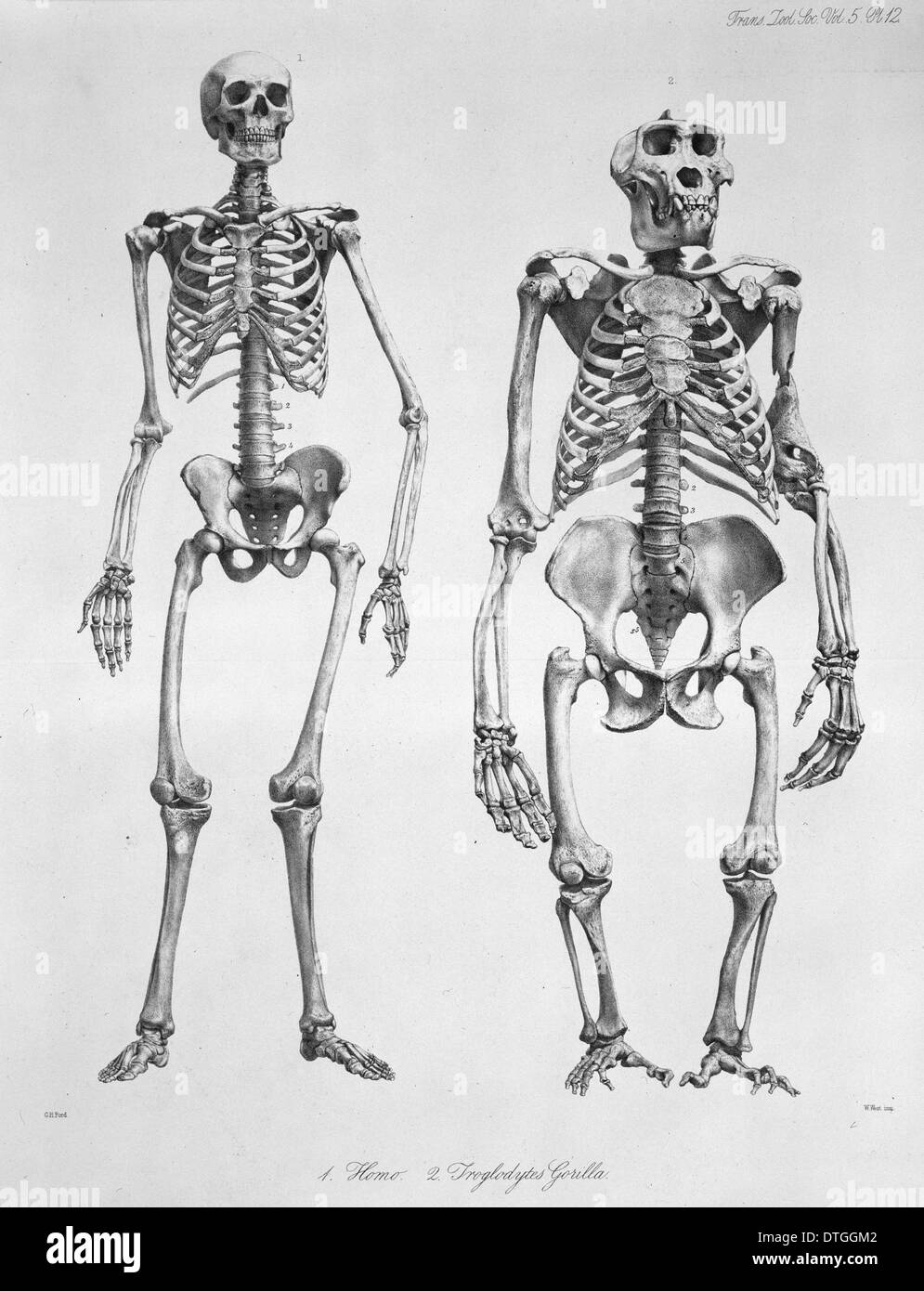 Homo sapiens, human and Gorilla gorilla, western gorilla Stock Photo