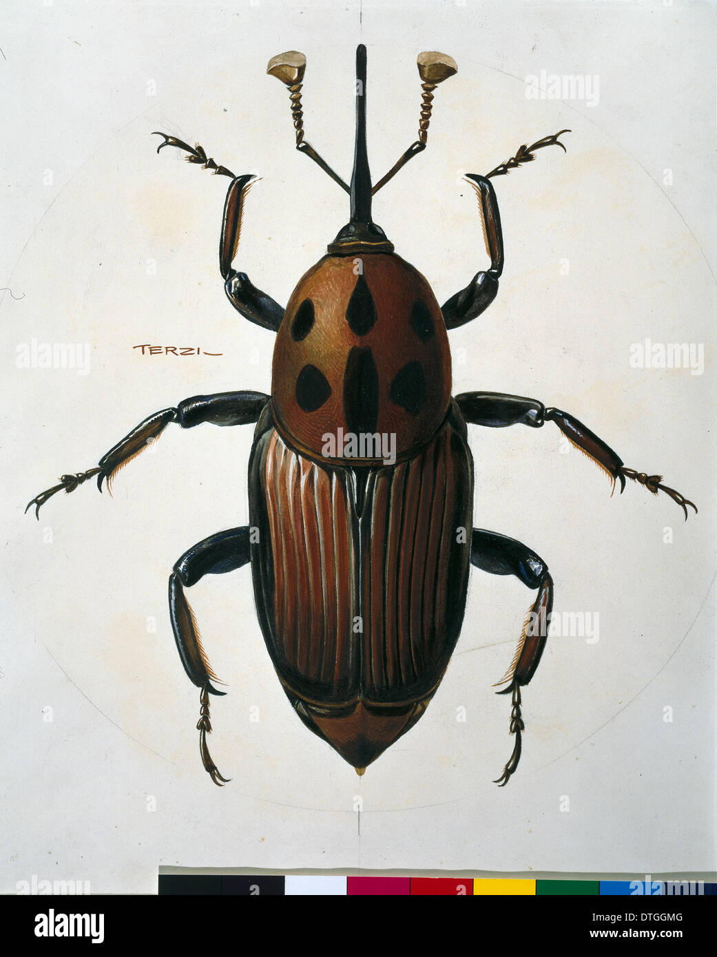 Rhynchophorus ferrugineus, coconut palm weevil illustration Stock Photo