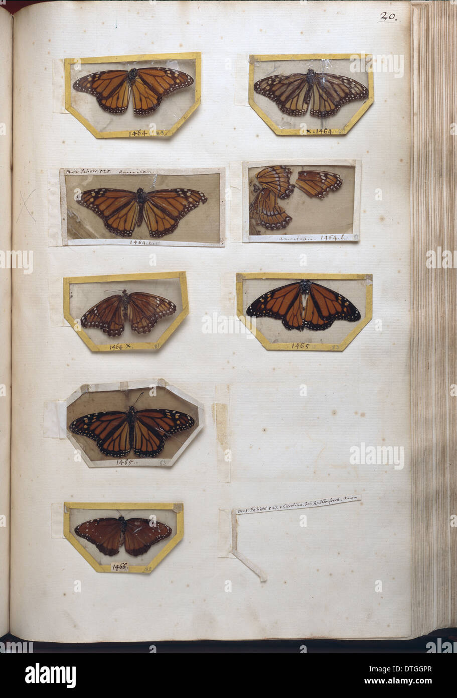 Danaidae sp., milkweed butterflies in mounts Stock Photo