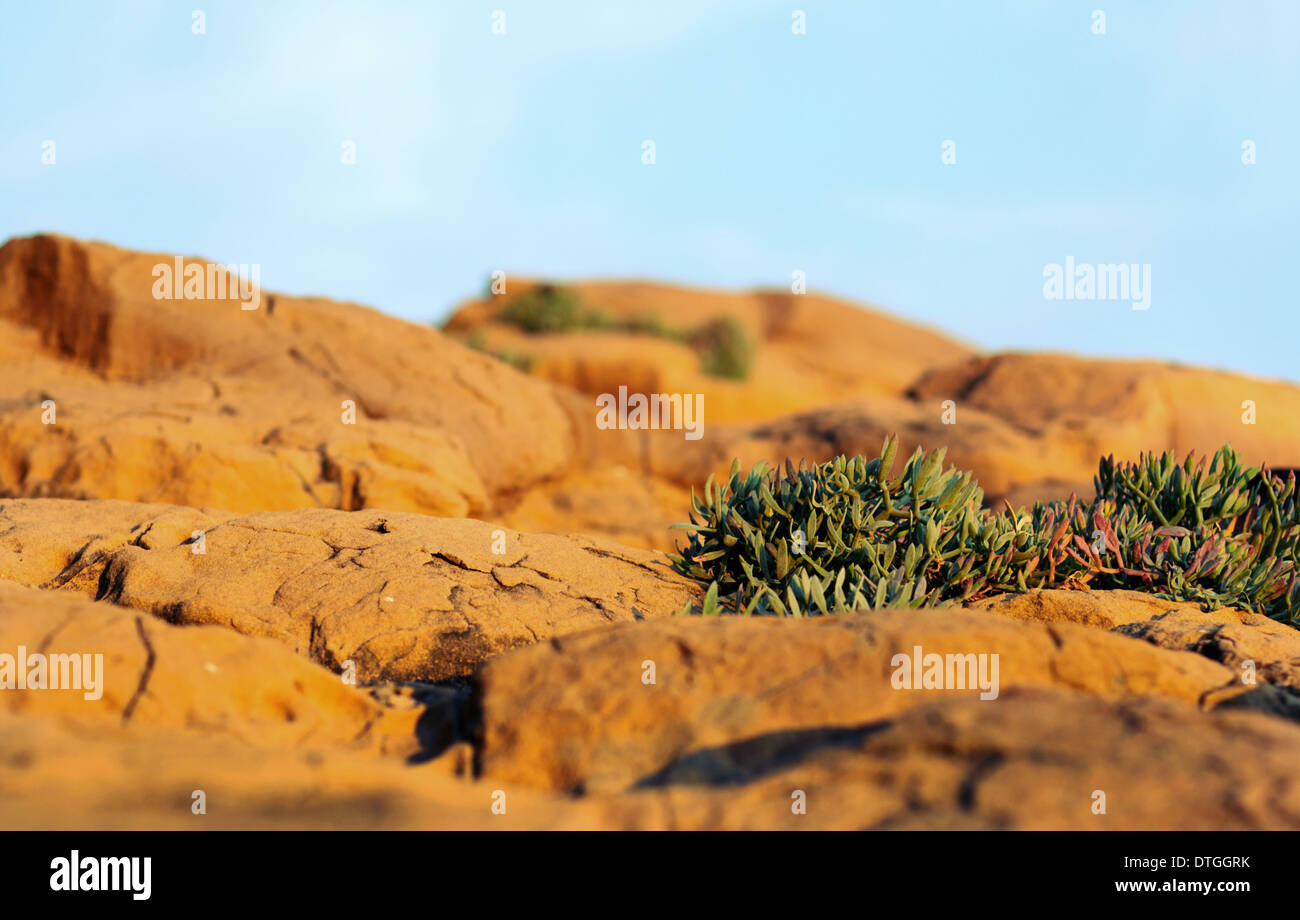 Arizona desert landscape red rocks hi-res stock photography and images ...