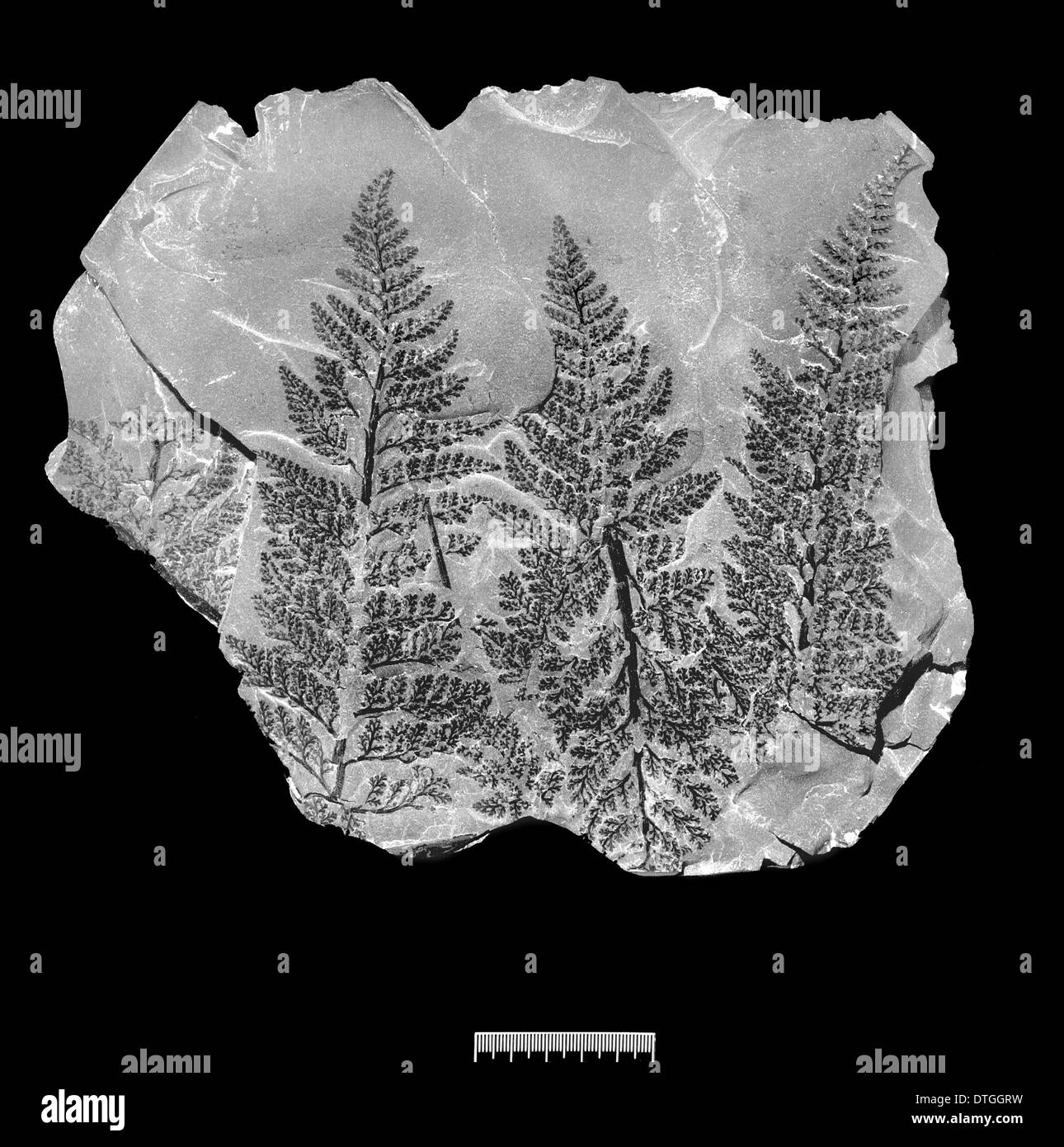 Fossil fern Stock Photo