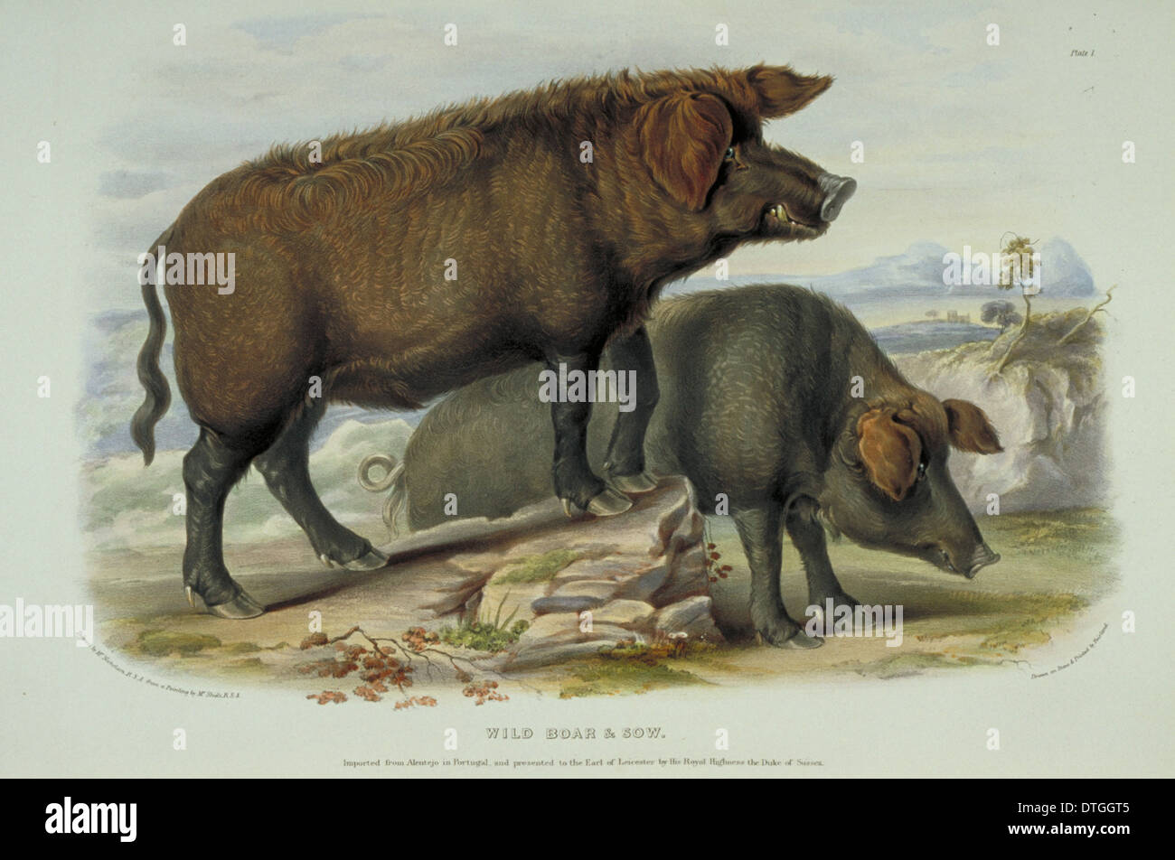 Sus scrofa, wild boar Stock Photo