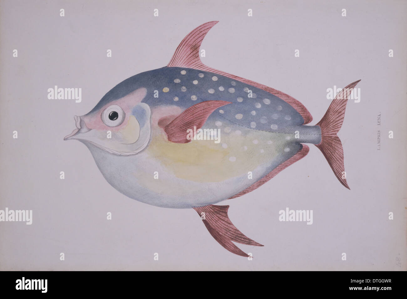 Lampris guttatus, opah Stock Photo Alamy