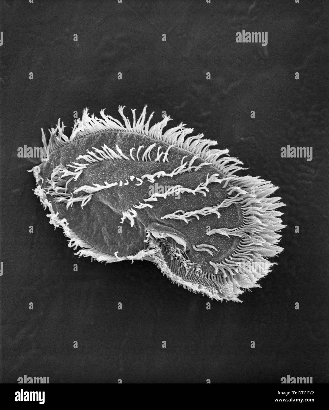 Ciliate plankton Stock Photo