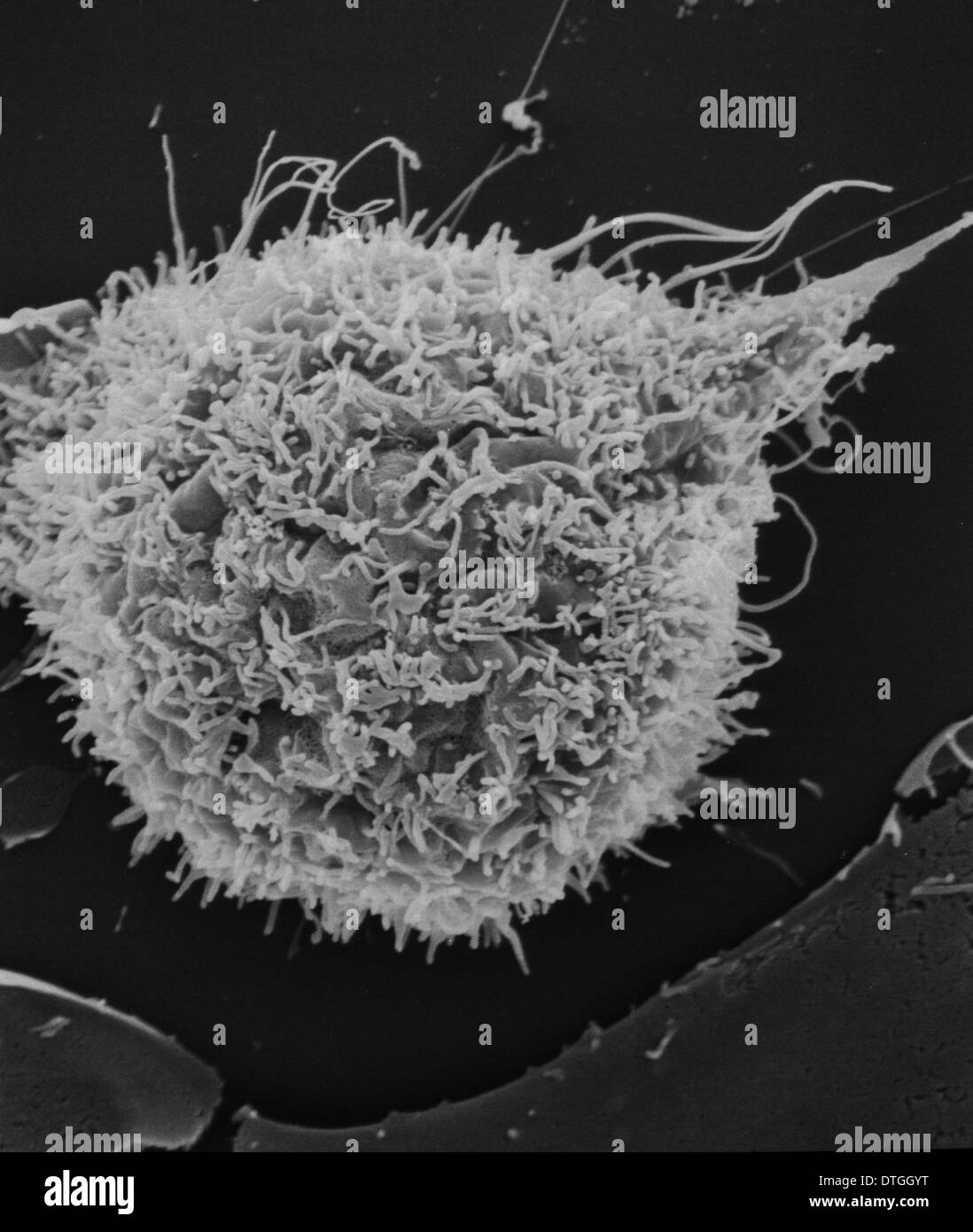 T2 cell culture Stock Photo Alamy