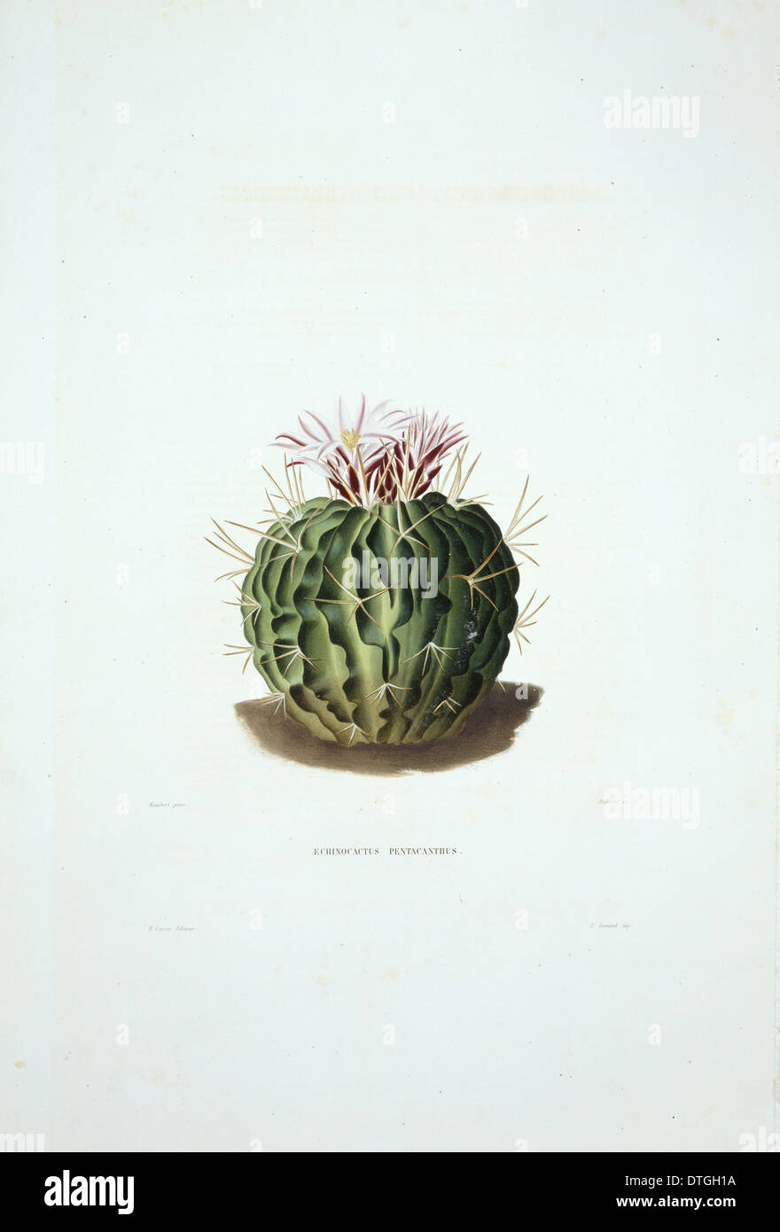 Echinocactus pentacanthus, cactus Stock Photo