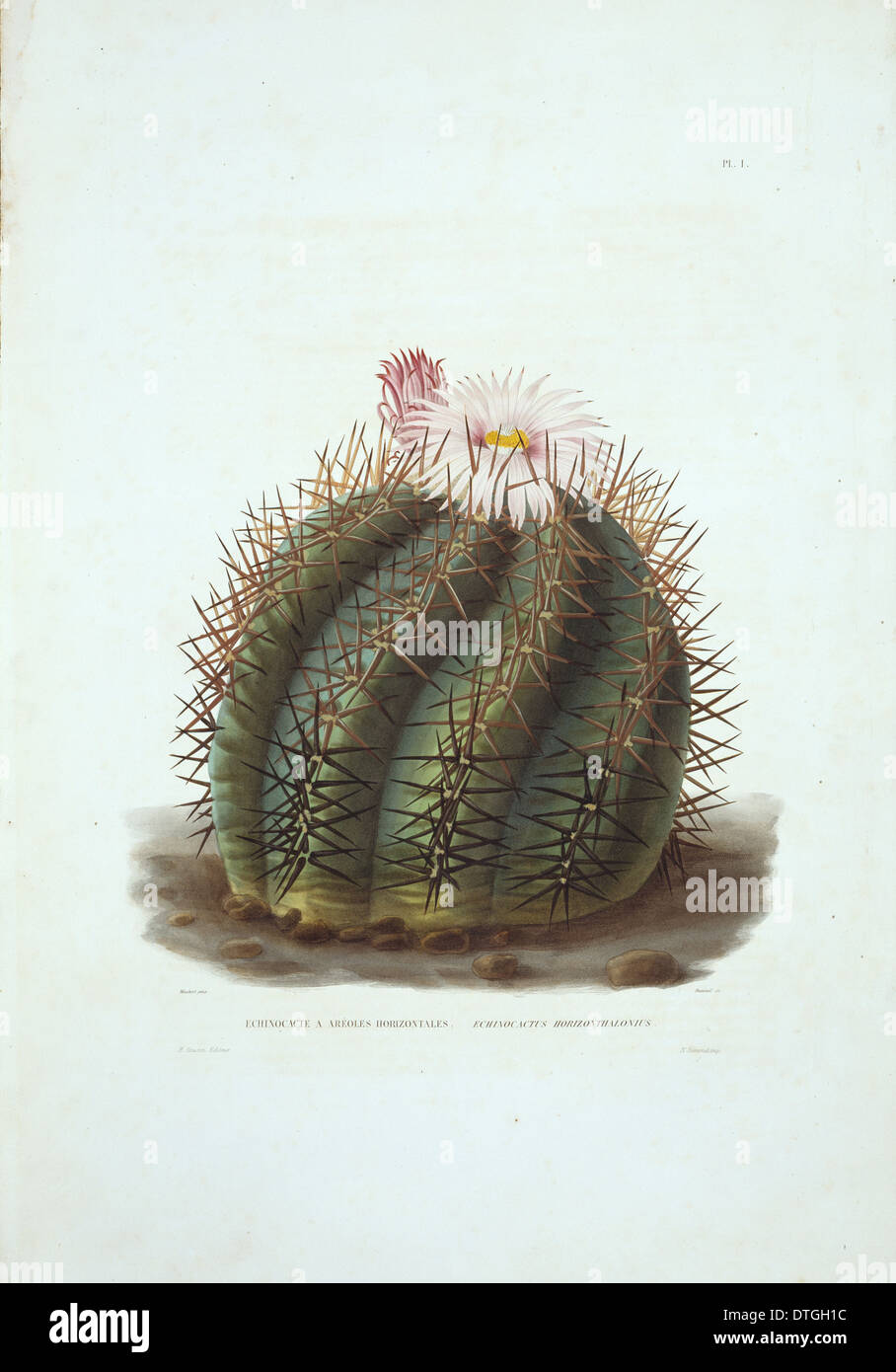 Echinocactus horizonthalonius, devil's head cactus Stock Photo