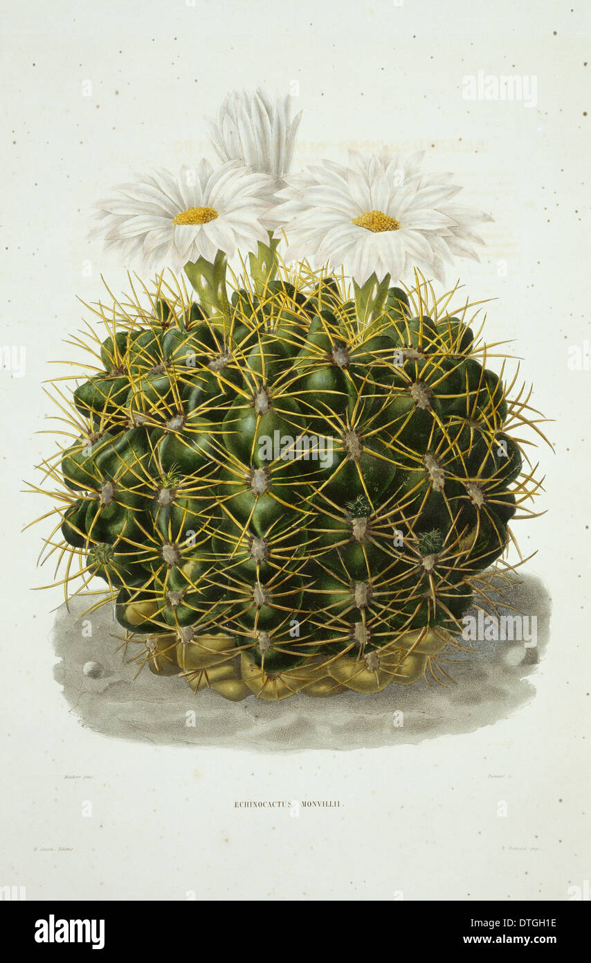 Echinocactus monvillii, cactus Stock Photo